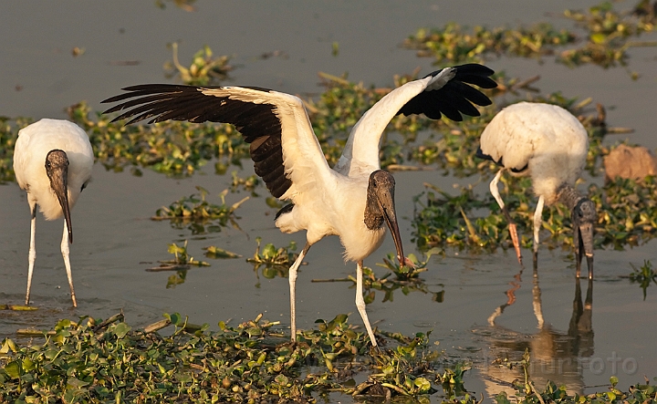 WAH019968.jpg - Amerikansk skovstork (Wood Stork)