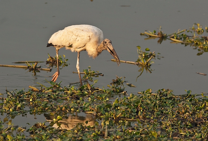 WAH019978.jpg - Amerikansk skovstork (Wood Stork)