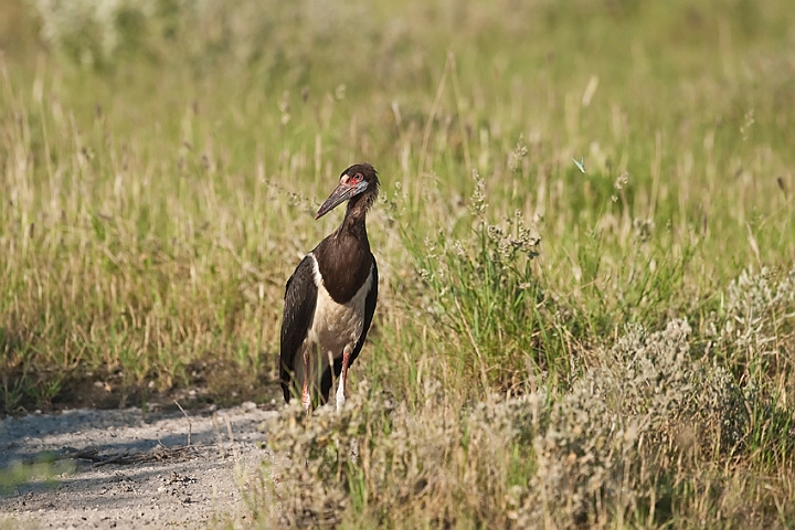 WAH021215.jpg - Abdimstork (Abdim's Stork)