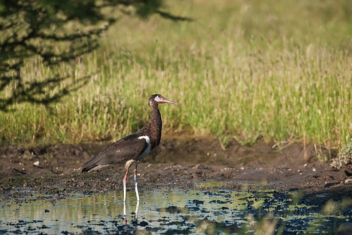 WAH021222.jpg - Abdimstork (Abdim's Stork)