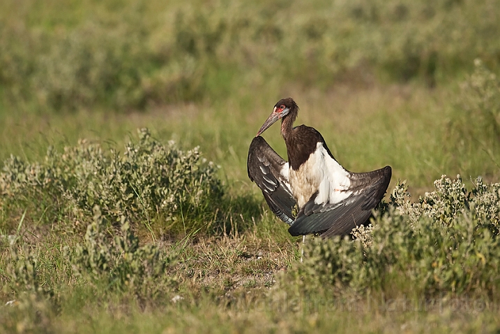 WAH021229.jpg - Abdimstork (Abdim's Stork)