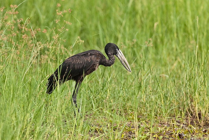 WAH021382.jpg - Afrikansk gabenæb (African Open-billed Stork)