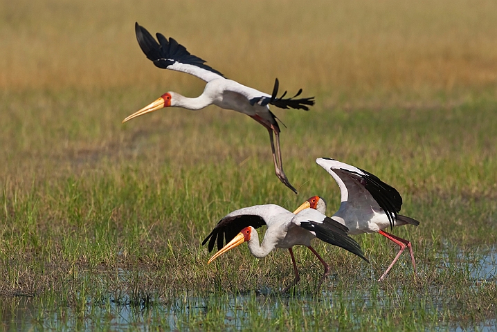 WAH021670.jpg - Afrikansk skovstork (Yellow-billed Stork)