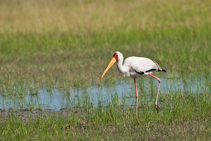 WAH022039.jpg - Afrikansk skovstork (Yellow-billed Stork)