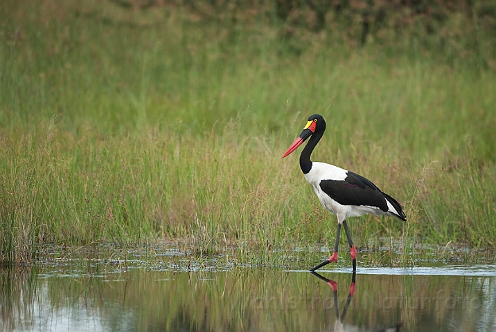 WAH022072.jpg - Afrikansk Saddelnæb (Saddle-billed Stork)