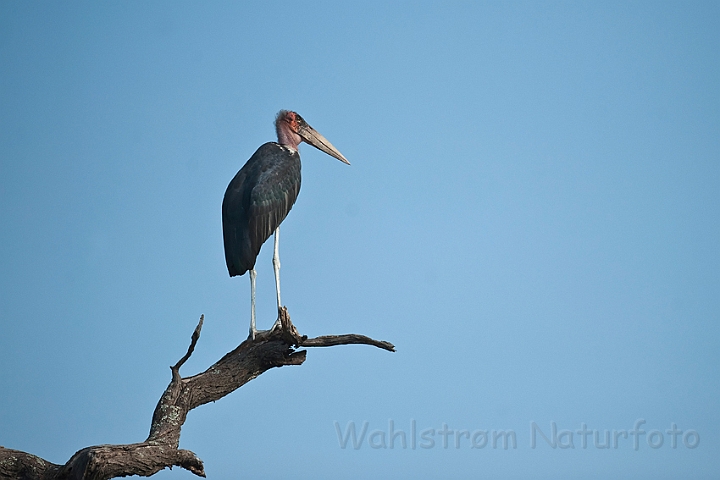 WAH022135.jpg - Marabustork (Marabou Stork)