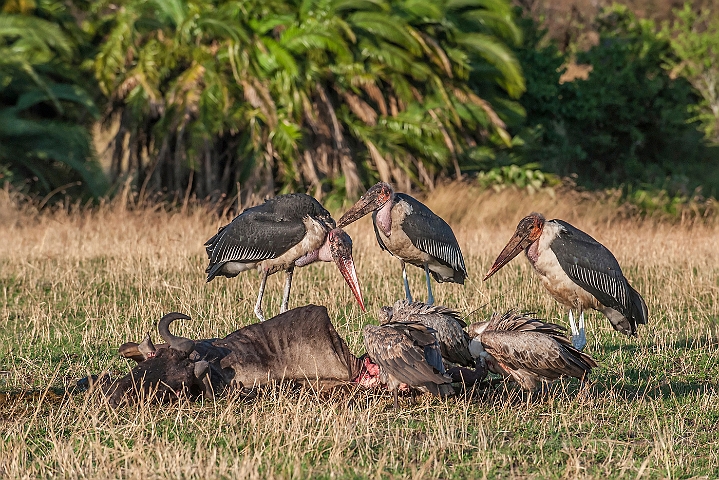 WAH024867.jpg - Marabou Storke (Marabou Storks)