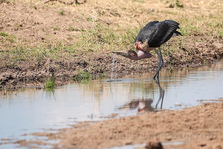 WAH025115.jpg - Marabou Stork