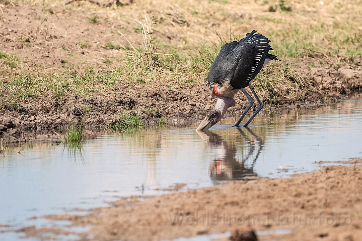 WAH025116.jpg - Marabou Stork