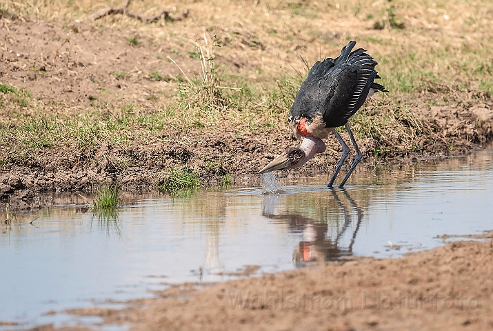 WAH025117.jpg - Marabou Stork