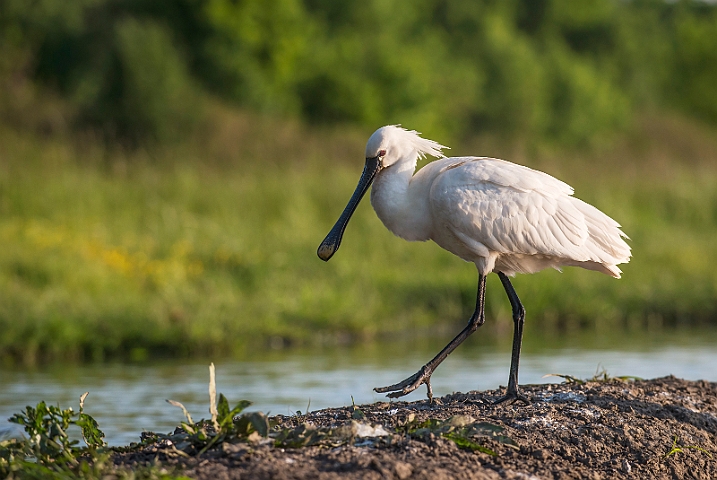 WAH028269.jpg - Skestork (Spoonbill)