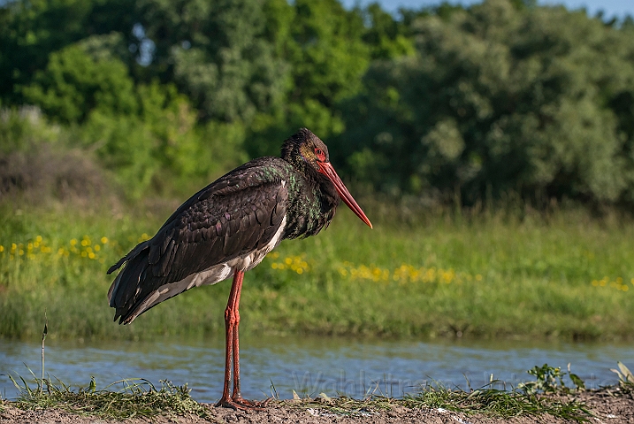 WAH028293.jpg - Sort stork (Black Stork)