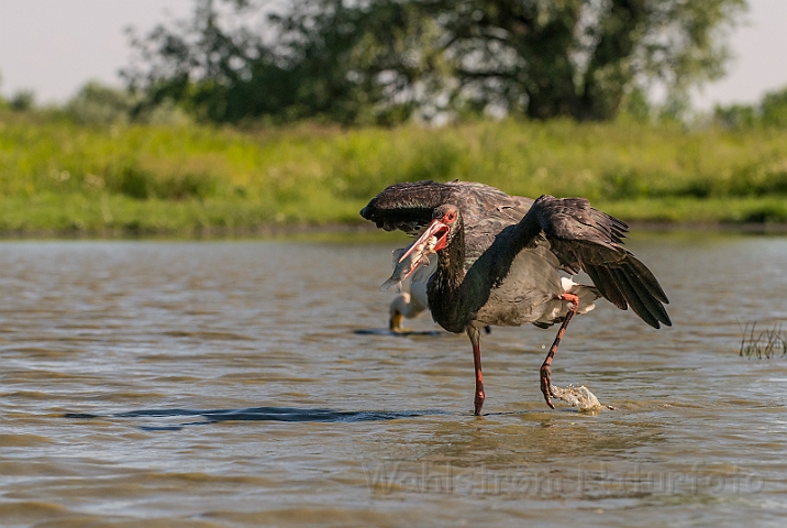 WAH028295.jpg - Sort stork (Black Stork)