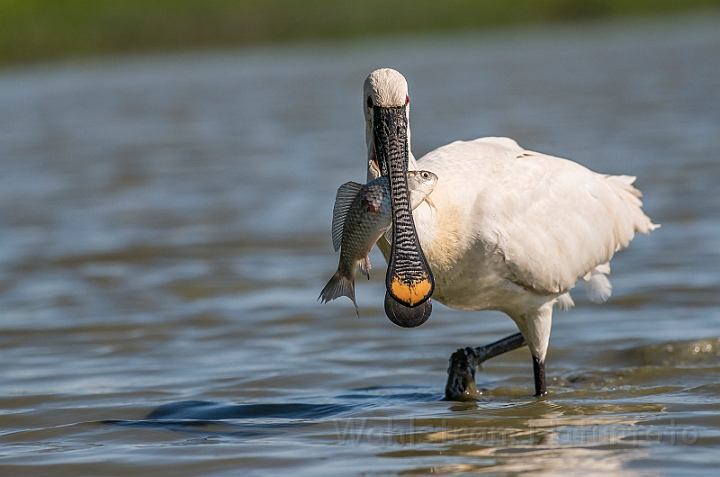 WAH028303.jpg - Skestork (Spoonbill)