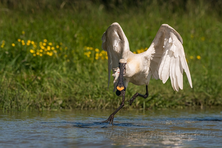 WAH028333.jpg - Skestork (Spoonbill)