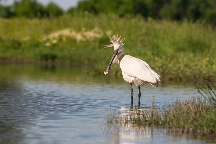 WAH028459.jpg - Skestork (Spoonbill)