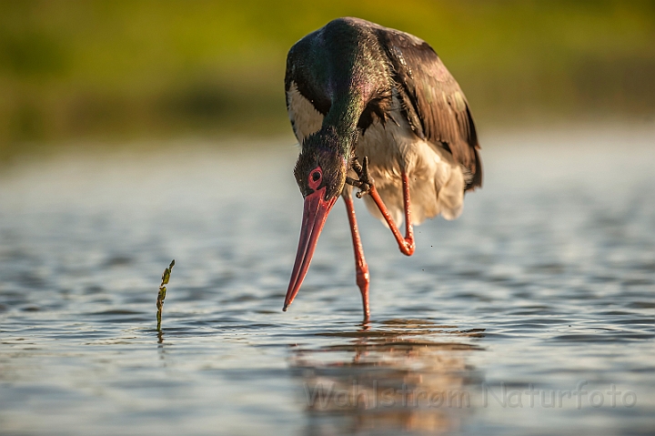 WAH028643.jpg - Sort stork (Black Stork)