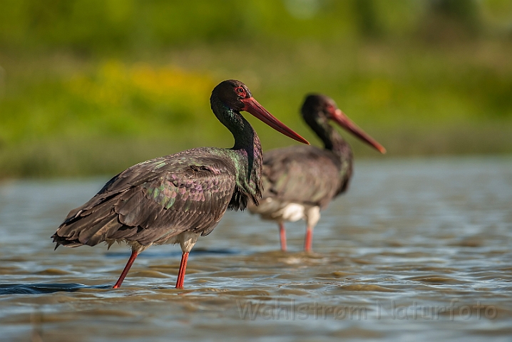 WAH028660.jpg - Sort stork (Black Stork)