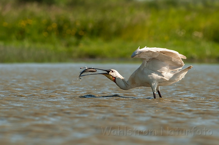 WAH028677.jpg - Skestork (Spoonbill)