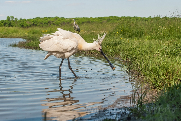 WAH028702.jpg - Skestork (Spoonbill)