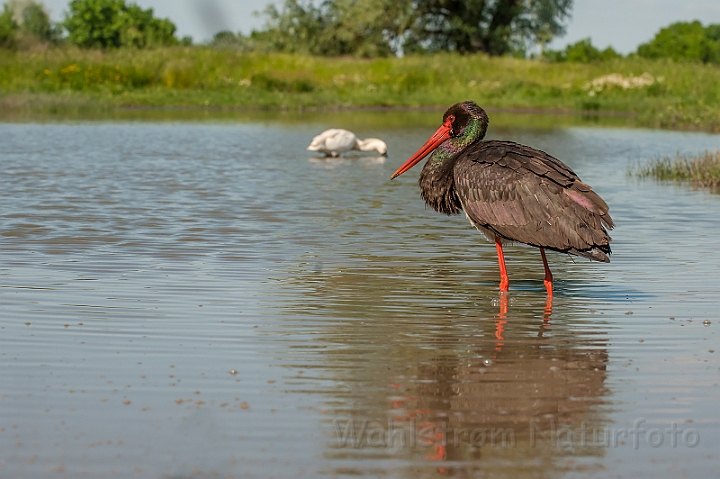 WAH028707.jpg - Sort stork (Black Stork)