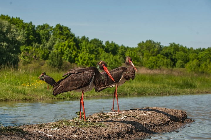 WAH028709.jpg - Sort stork (Black Stork)