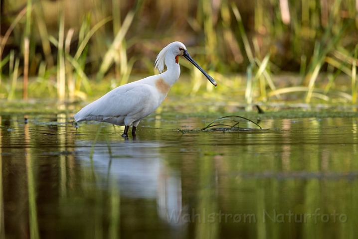 WAH030191.jpg - Skestork (Spoonbill)