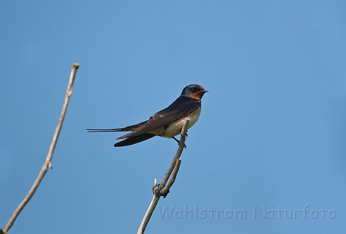 WAH013567.jpg - Landsvale (Swallow)