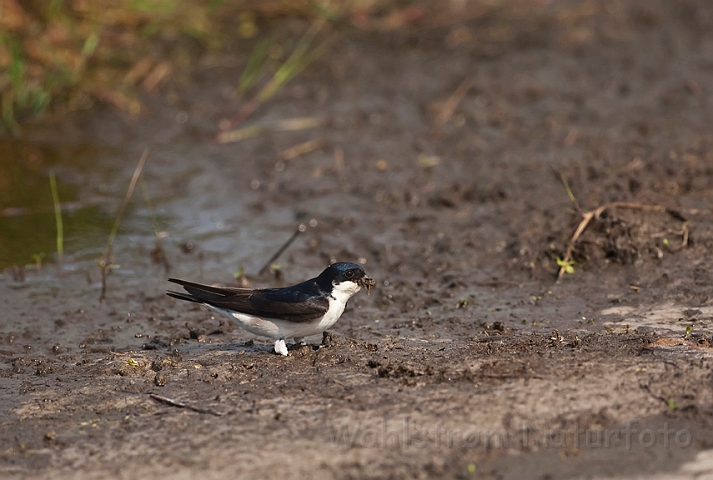 WAH018227.jpg - Bysvale (House Martin)