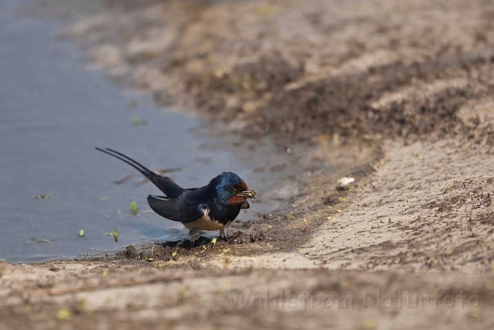 WAH018229.jpg - Landsvale (Swallow)