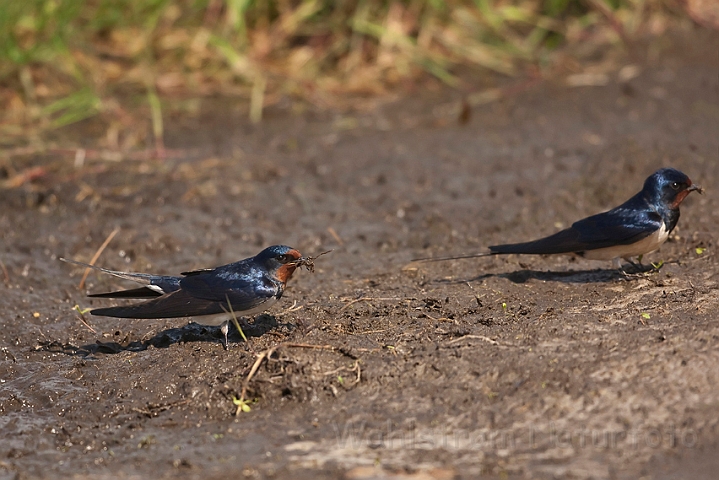 WAH018243.jpg - Landsvaler (Swallows)