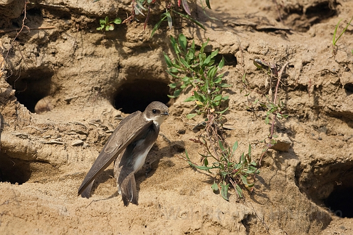 WAH018634.jpg - Digesvale (Sandmartin)