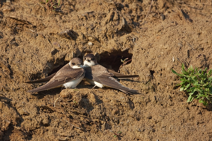 WAH018636.jpg - Digesvaler (Sandmartins)