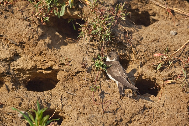 WAH018642.jpg - Digesvale (Sandmartin)