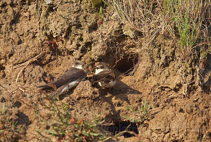 WAH018648.jpg - Digesvaler (Sandmartins)