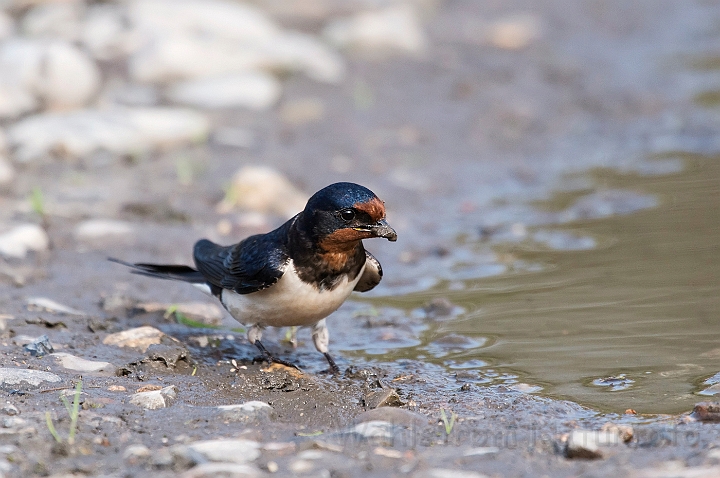 WAH026288.jpg - Landsvale (Swallow)