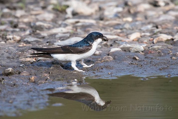 WAH026289.jpg - Bysvale (House Martin)