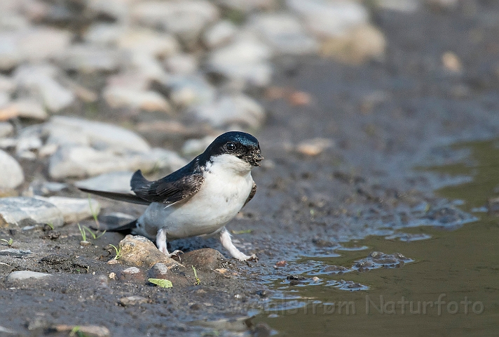 WAH026293.jpg - Bysvale (House Martin)