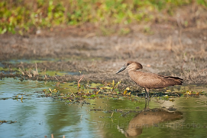 WAH022022.jpg - Hammerhoved (Hamerkop)