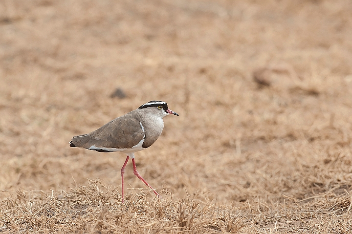 WAH024731.jpg - Kronvibe (Crowned Plover)