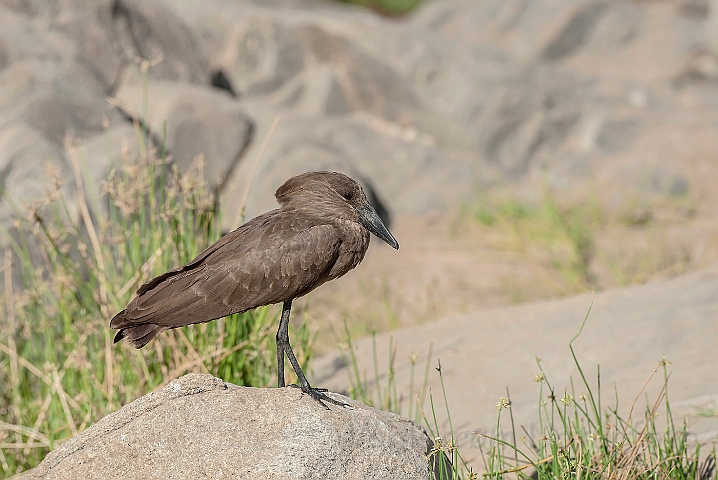 WAH025043.jpg - Hammerhoved (Hamerkop)