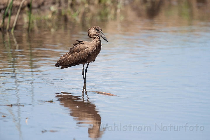 WAH025120.jpg - Hammerhoved (Hamerkop)