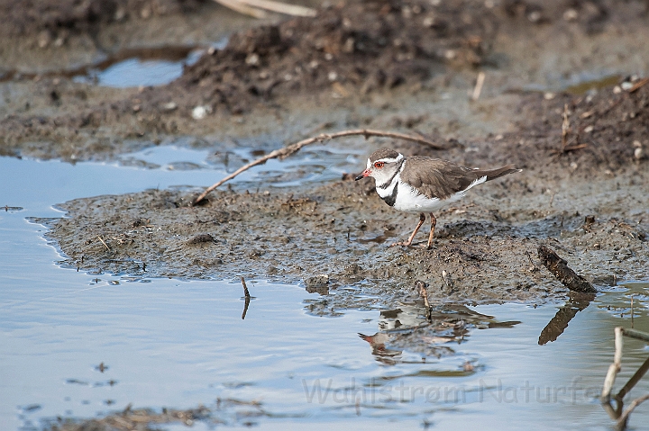 WAH025342.jpg - Trebåndet Præstekrave (Three-banded plover)