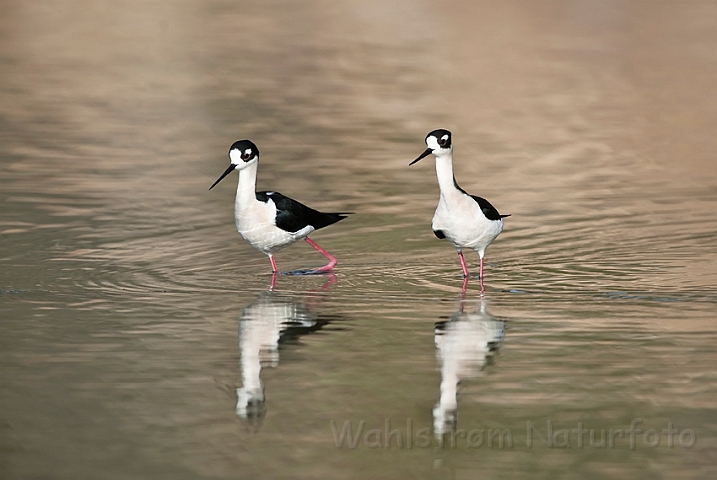 WAH021035.jpg - Sortnakkede stylteløbere (Black-necked Stilts)