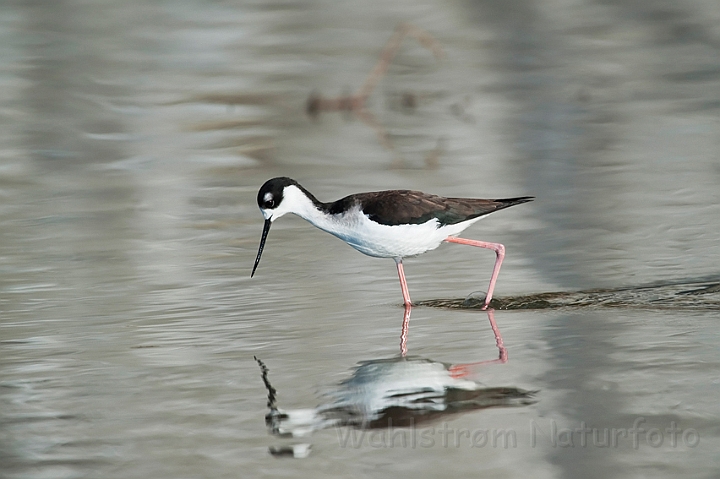 WAH021042.jpg - Sortnakket stylteløber (Black-necked Stilt)