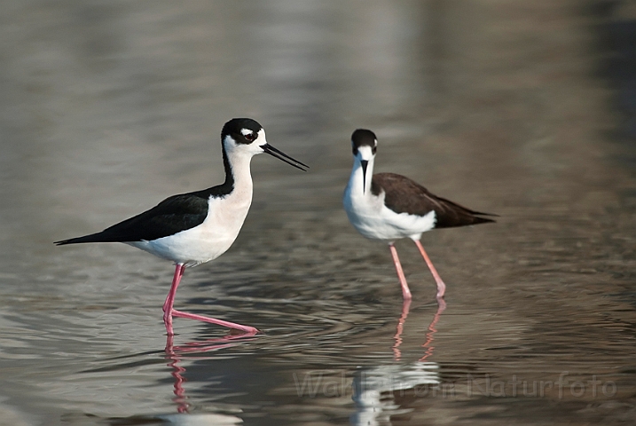 WAH021053.jpg - Sortnakkede stylteløbere (Black-necked Stilts)