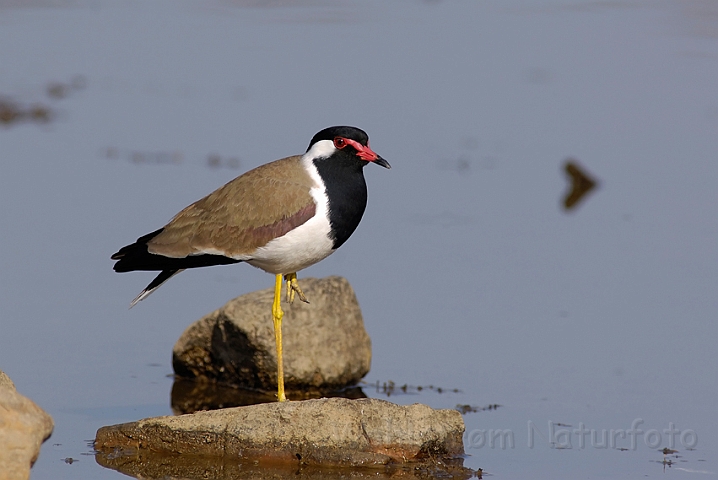 WAH004890.jpg - Indisk Vibe (Redwattled lapwing)