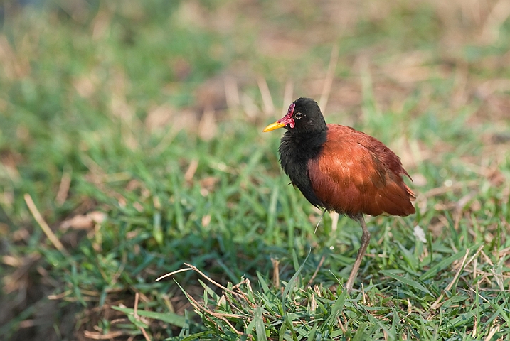 WAH019546.jpg - Jacana (Wattled Jacana)