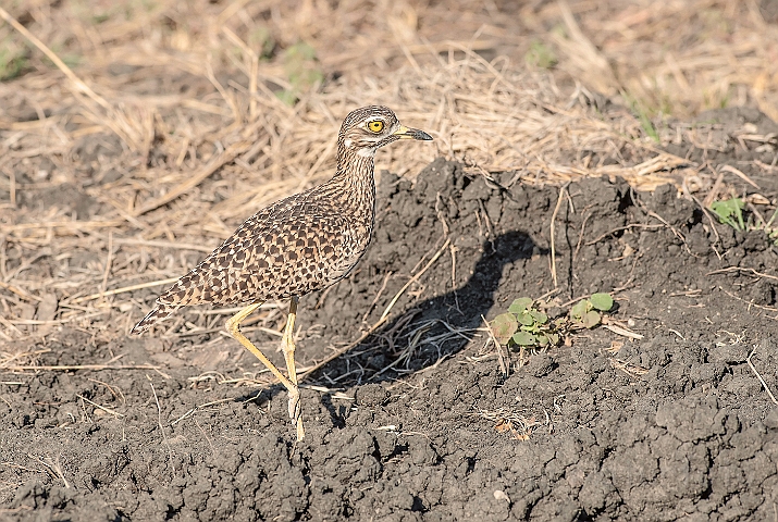 WAH025040.jpg - Plettet Triel  (Spotted Stone Curlew)