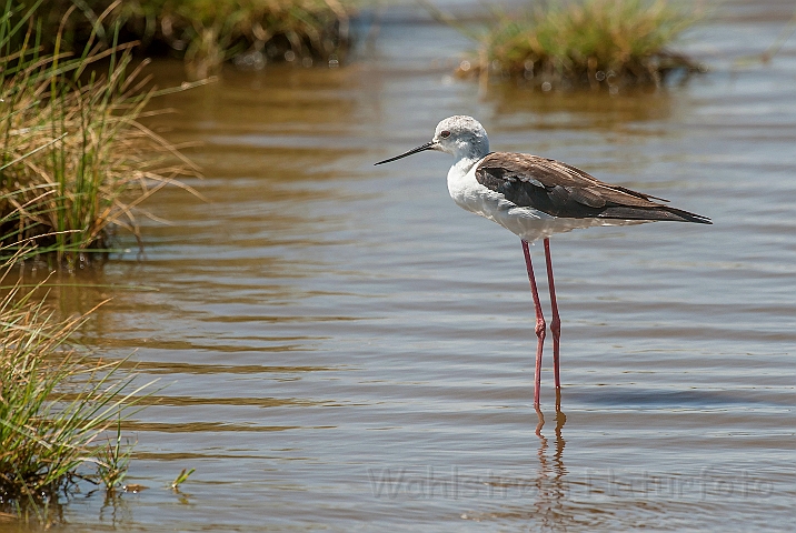 WAH025406.jpg - Stylteløber (Black-winged Stilt)